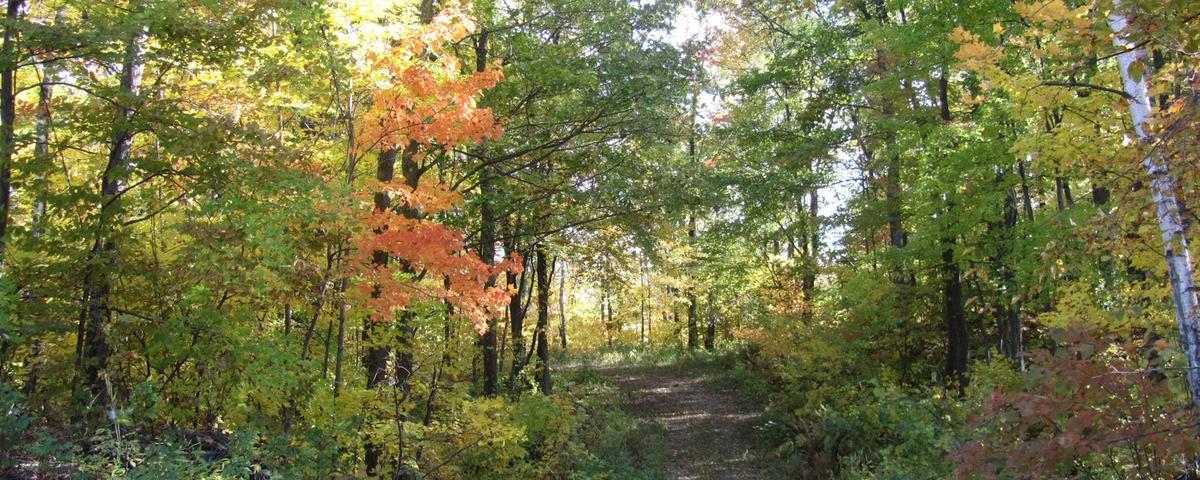 Image depicting a forest trail in the Pillsbury State Forest in Minnesota. 